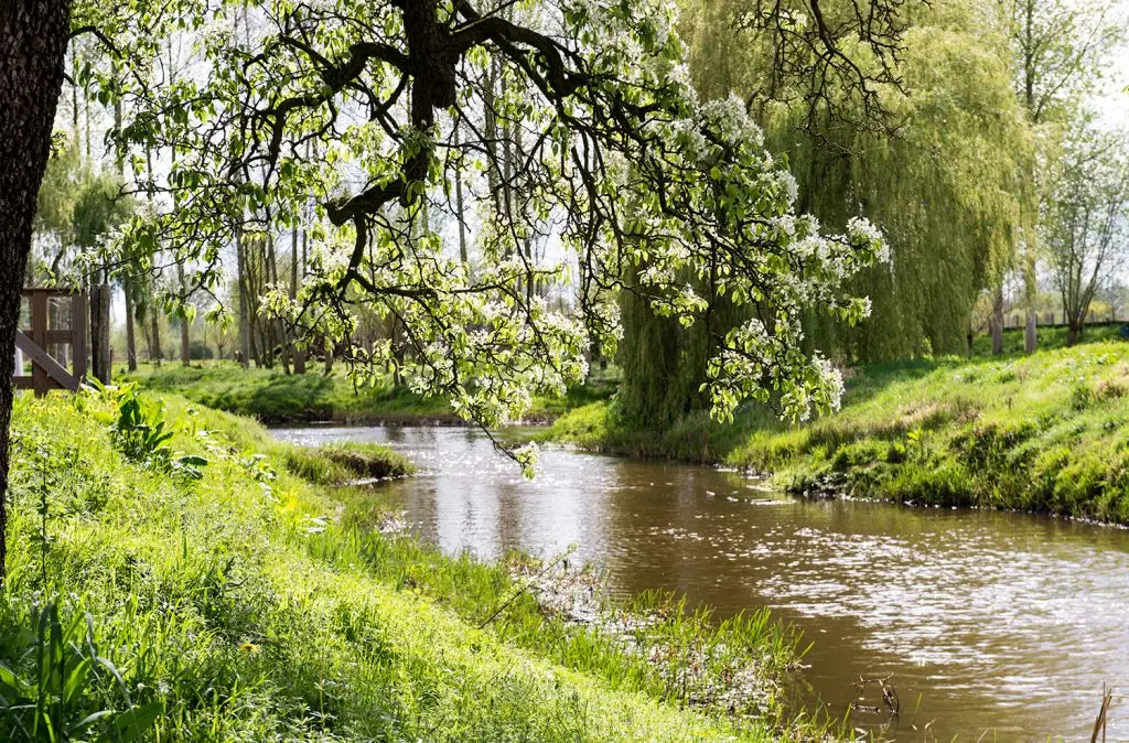 Groene oevers van de Kleine Dommel bij De Watermolen van Opwetten