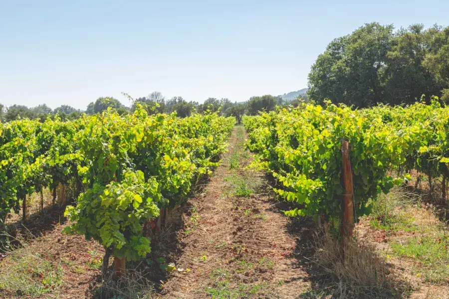 Rangées de vignes et paysage provençal du Domaine La Baratonne